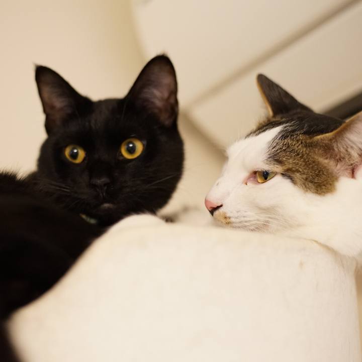 61994e9a 921a 4394 8622 a133271fe6e1 1517838852637