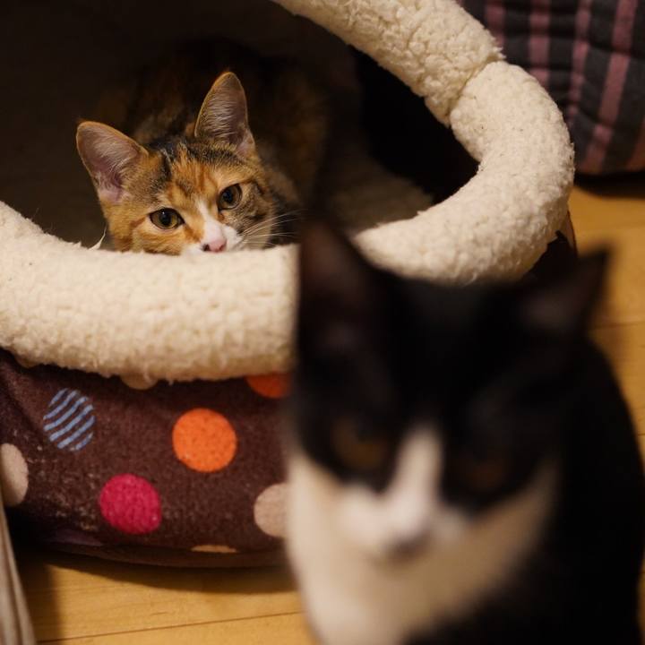 619ad24e a503 40bd 9a5a 957dc3653968 1574639399983