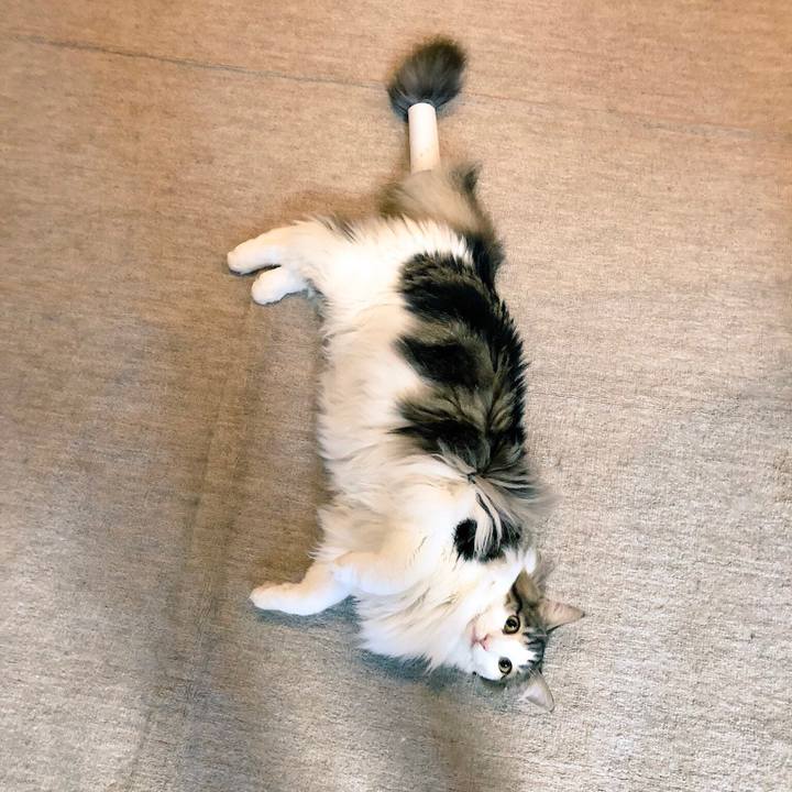 619b90db 6771 4071 9d03 ba8740040e40 1543821118992