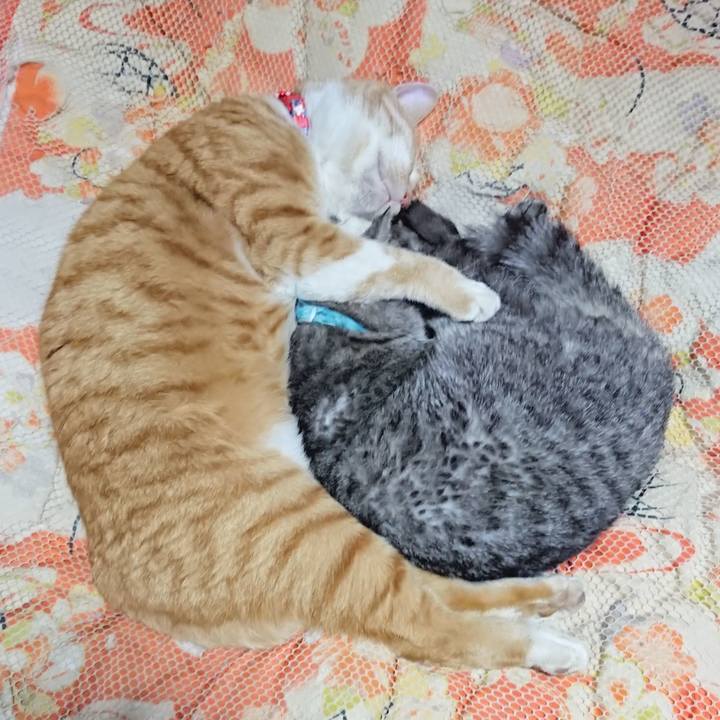 619cf781 fafb 4bcb b277 586ba6b72bc2 1576934085626