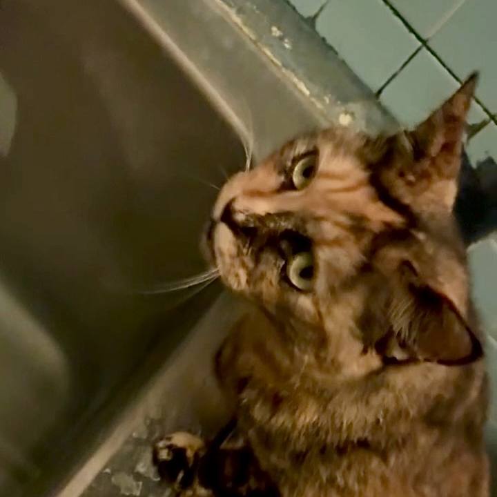 619f7f1d cec3 4c18 ad25 57ee9929d587 1762287166808