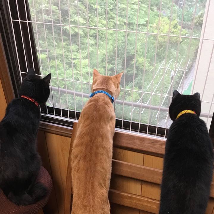 61a1168a 1b87 4586 ae9f a8f8ee36b186 1532345436019