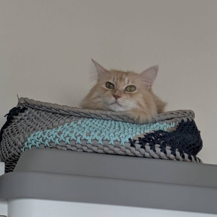 61a3642f d4ff 4597 9e1a 3b8536706800 1759714546404