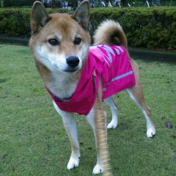 61a45e48 9753 48c3 866a d18776599e98 1508057288891