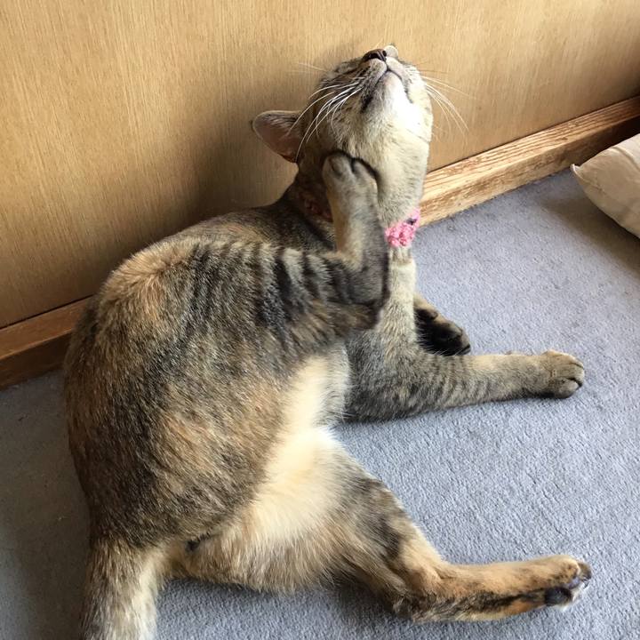 61a484ee f3ed 448b 9b8b e9a166a548fc 1588408384489