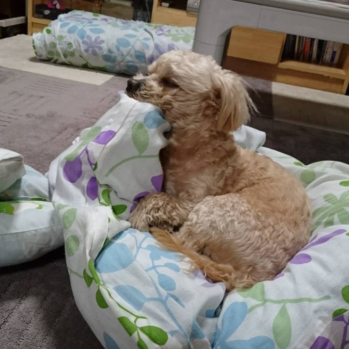 61a4b788 26c4 4b1a a1ef 31970d6c4ca2 1618227610151