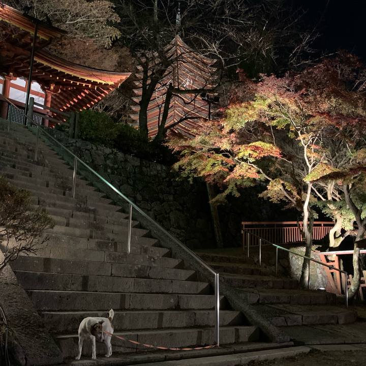 61a6a53f a6a0 4b06 9b87 98784cbc62bb 1606483879053