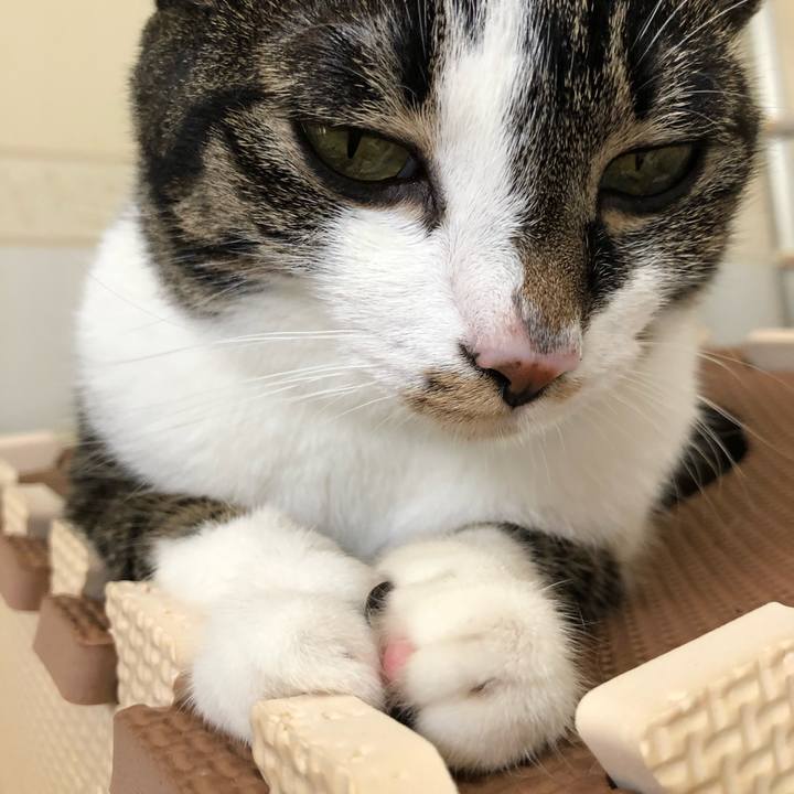 61a8299e 4180 4e28 ab57 cadc82e9faca 1530388027397