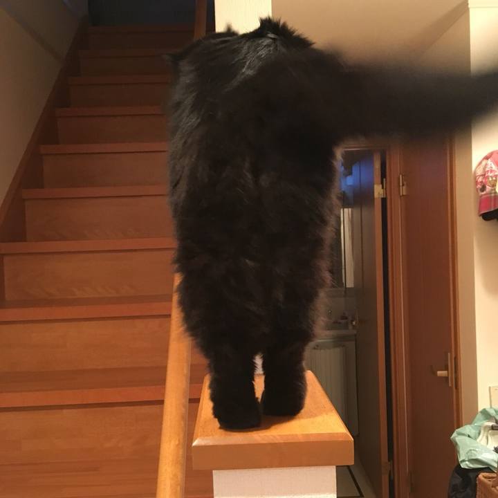 61a970fa eada 423d a623 bb57cd1ab48f 1545352320794