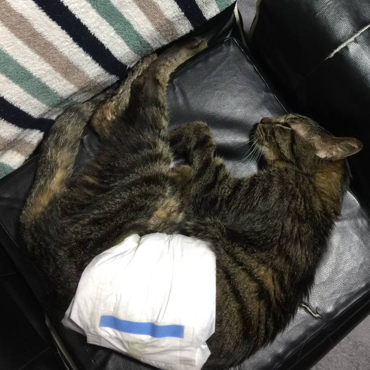 61ac15fd 93ed 4824 a6fd f67e7fd1c617 1534848358519