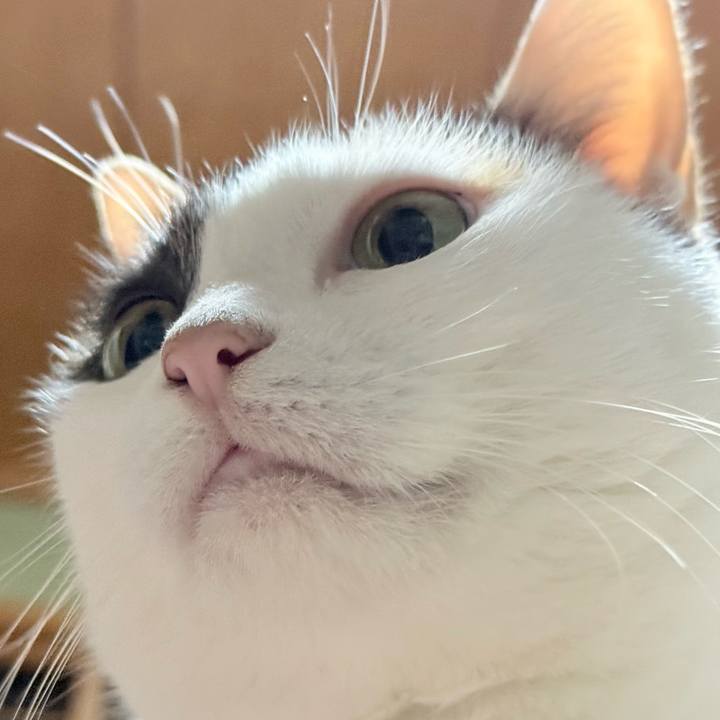 61ac5159 d4a5 4c23 9c04 e8d50dfffbf9 1763429720806