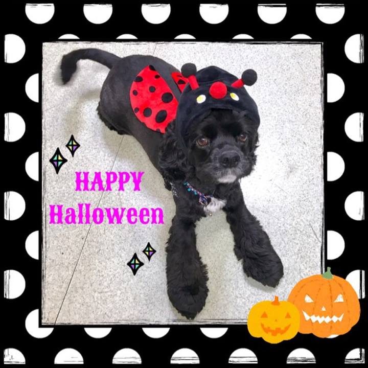 61ad93d3 8436 48a4 916a 364e92bd36da 1540954973140