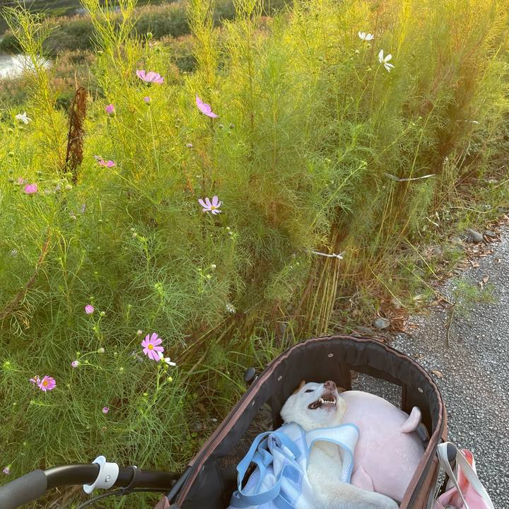 61ae16e1 1c40 4f27 b4e7 fb72561b1971 1664710250846