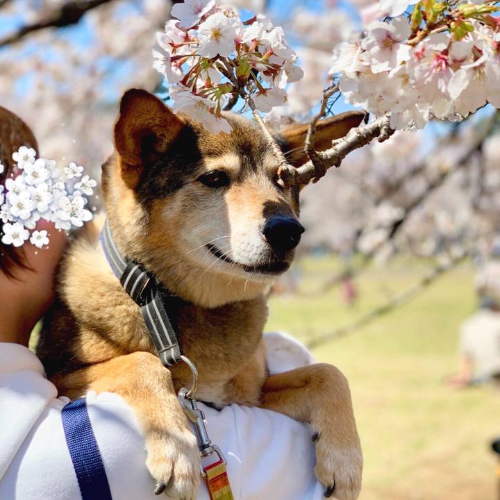 61b0d5b4 cebc 4af5 b0ce 957d41d0d8f8 1554384971304