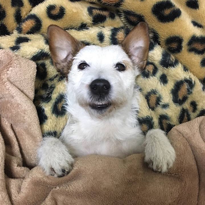 61b22a0e 7bfc 421b bd89 dbb87ddf128f 1553981782941