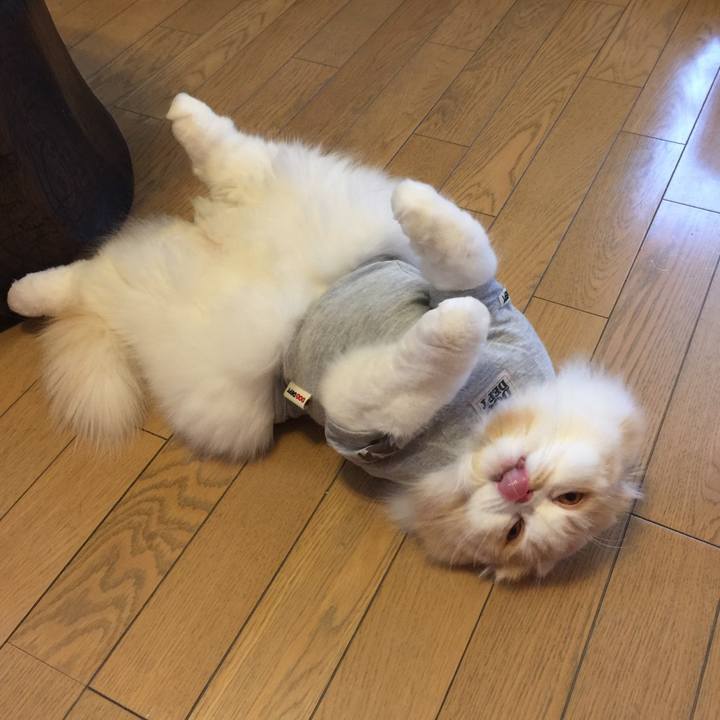 61b51802 4515 487e a63a ba2a34453966 1549681654310