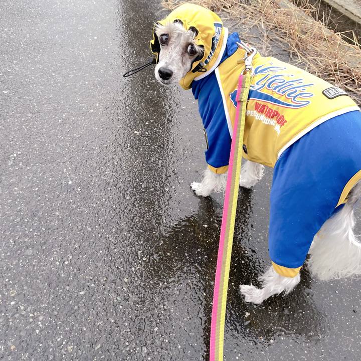 61b771cc 2829 4d88 ba63 9ea787426557 1762644004114