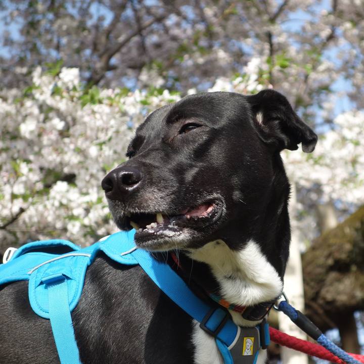 61b82a2e fccd 4ace b287 d4beb387a229 1617150535113