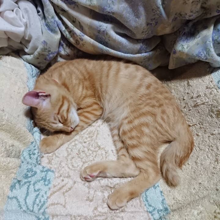 61b9fd6a f551 411b a0bc cd8eb5fc42e6 1633436688753