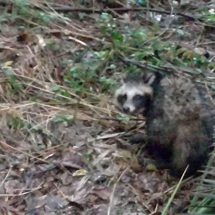 61ba734f 3f7b 4679 881f 6345d8bddb8e 1508573164791