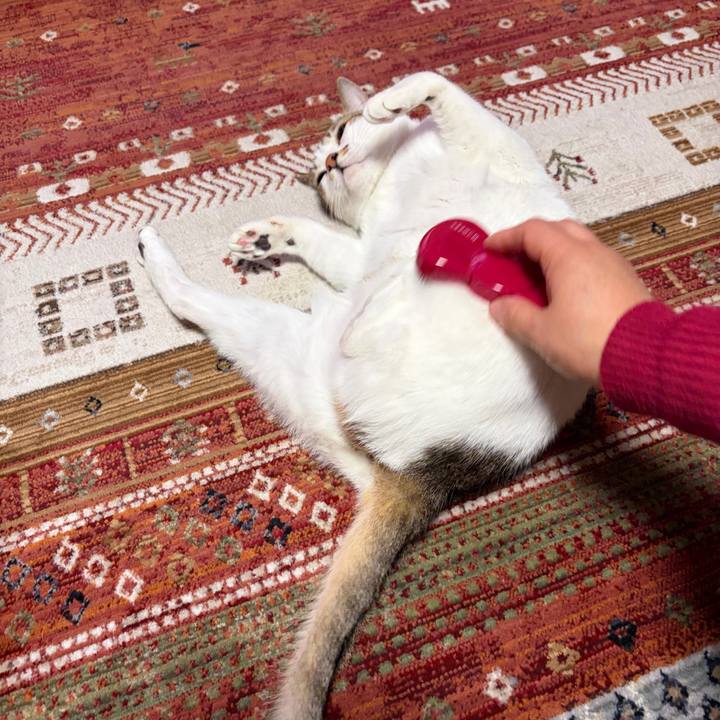 61bb9dde c01e 4aa1 8cfb fa8596db9aa1 1768984500949