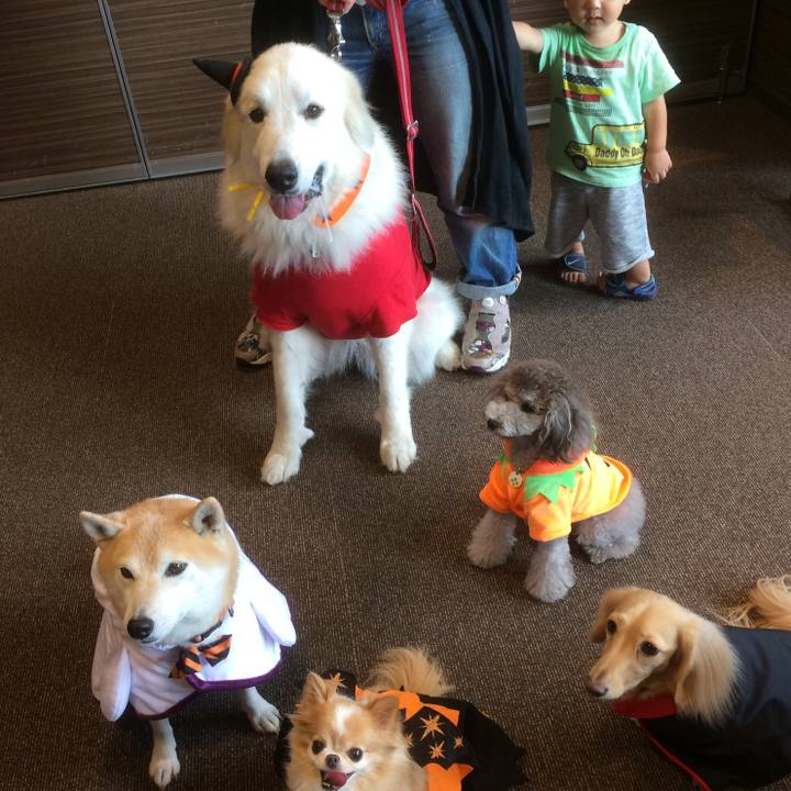 61be1f20 70a5 4b40 838f 810dfb51902b 1540825972668