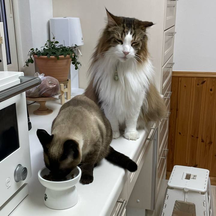 61be68d6 dac5 4acf 9d1a 596819f7184e 1745659306946