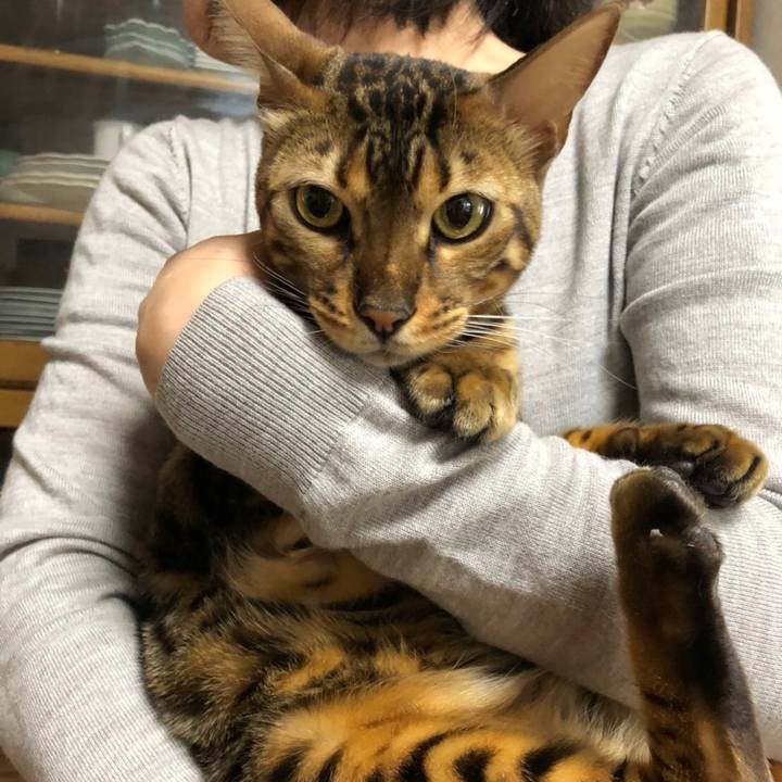 61c185ab 10cf 465d a2b4 d65873b53c96 1555813766278