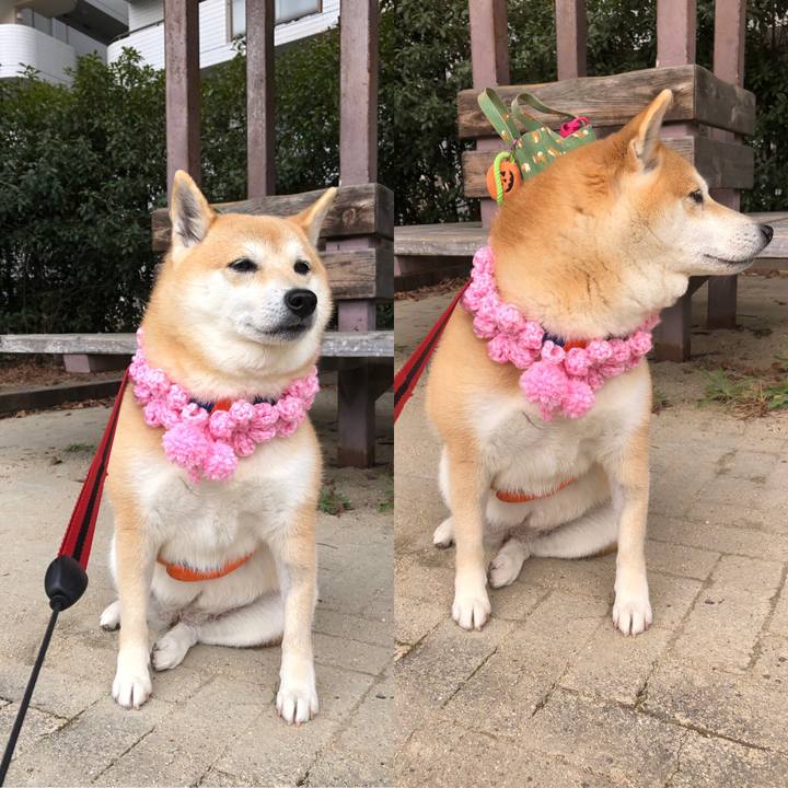 61c48d0a 3210 46c8 8481 4010d67e4995 1550116771000