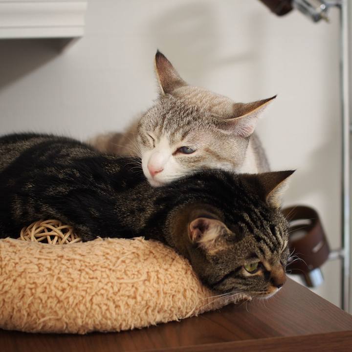 61c4ff83 ee4d 4646 a054 ab454843c06a 1545397675787