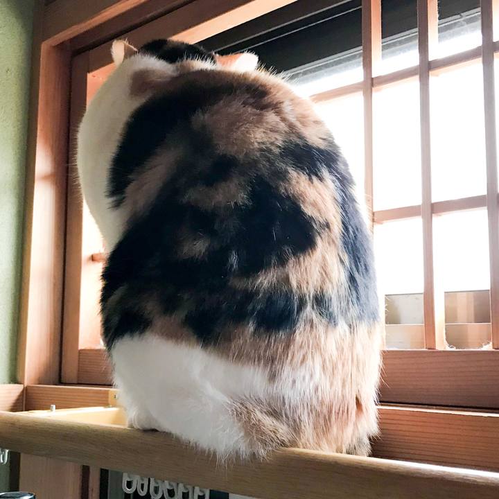 61c9abdc 3803 42b7 ae0a bb4bdcfc5e7c 1517651643243