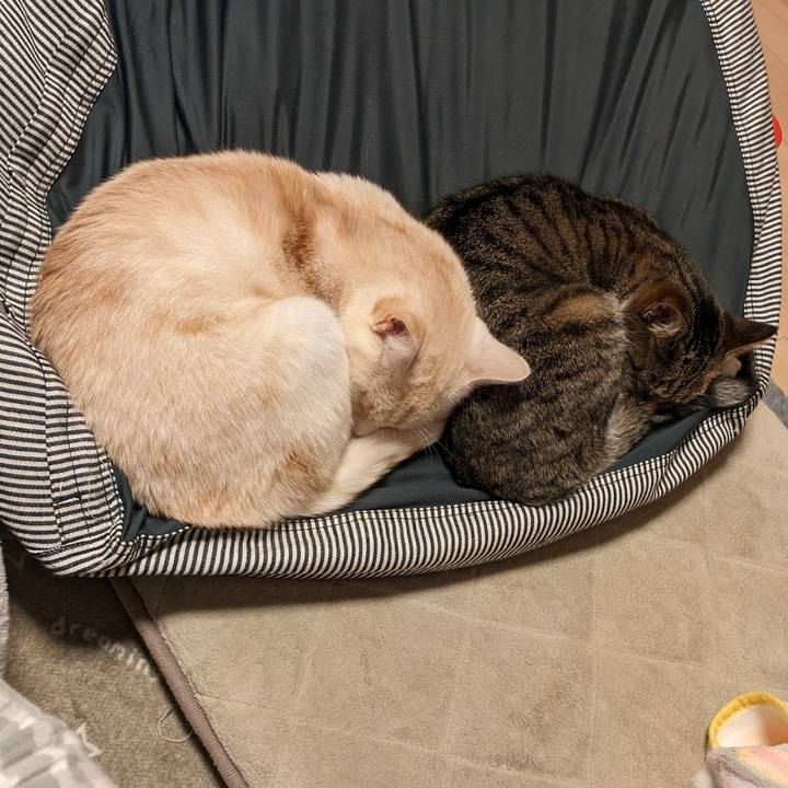 61ca4b5a 9075 4d70 8be1 7726fe572f3d 1699537674316