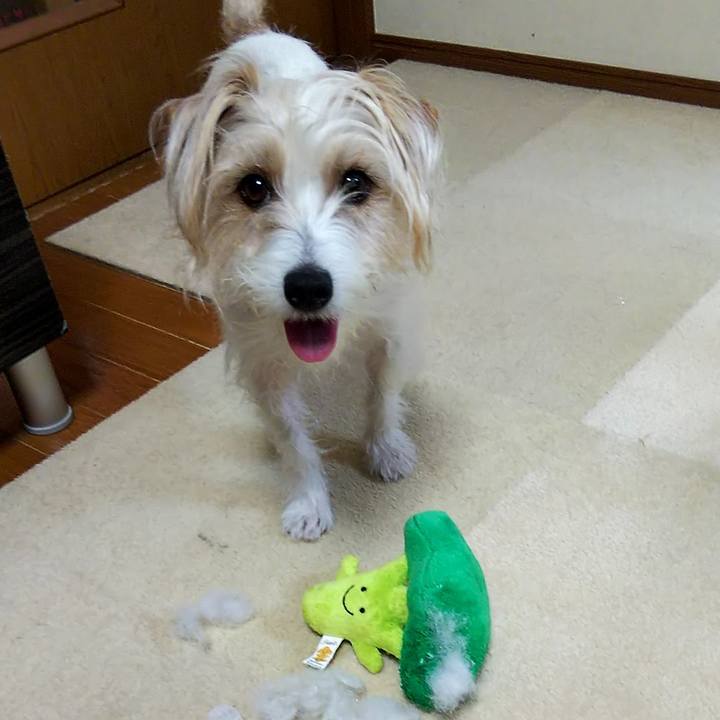 61ce8d90 f89f 4a86 809a 4b871c233960 1553436438811