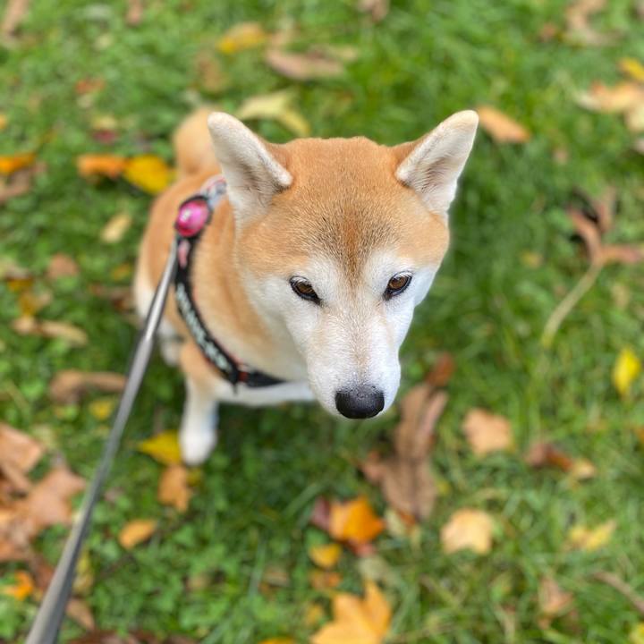 61ceee16 49fb 4133 adef 3222a5d2fb89 1603672389403