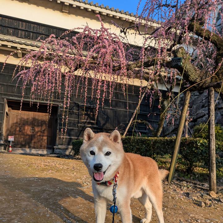 61cf6154 f70b 47ac 8156 7ddfb600fa2e 1771504771656