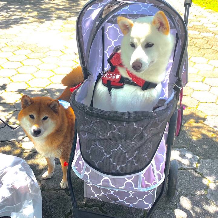 61d02c98 1262 4929 9dd8 e7edc9cd116a 1594565897702