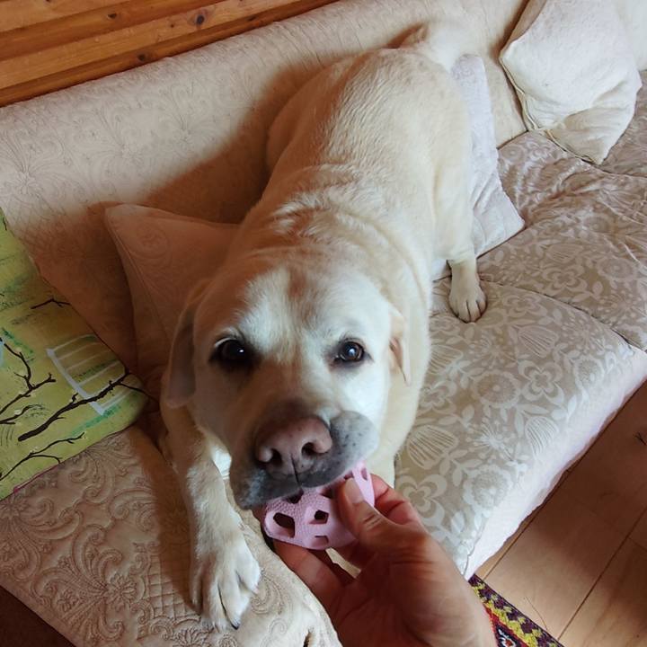 61d34f6f e437 4448 9203 851e3d00e90f 1750911498920