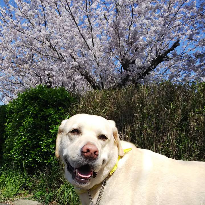 61d4205b 4f32 4e65 b04a 2534d33c53d6 1585877830736