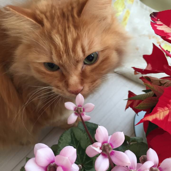 61d497a1 13f3 414c 94b0 ed386d7b548b 1519163309290