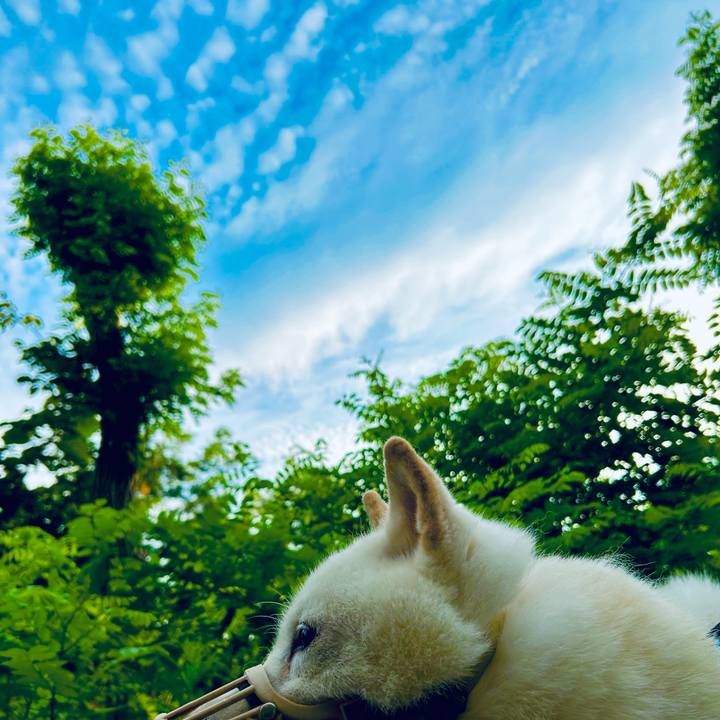 61d5fa0a e639 4978 ab08 eb61660cac09 1754254773682