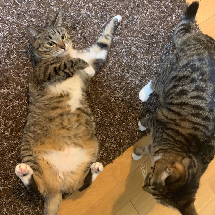 61d7a60c 96b3 47c0 8adc 5d7bb1dc7cf1 1549331317224