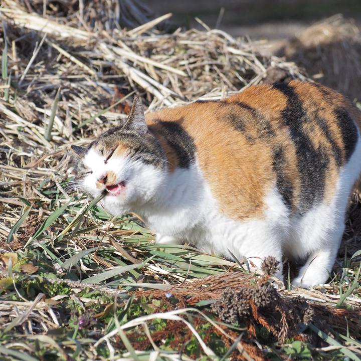 61d7b4a7 c9c2 4256 b623 75e306357a49 1771758562222