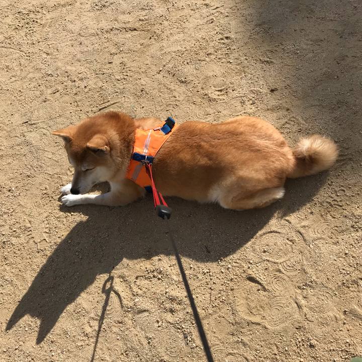 61d9260c 6c89 4f4f ba5c ffc1f3aee26d 1542370012357