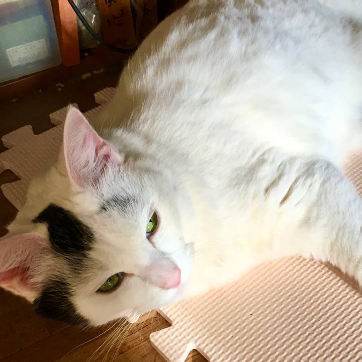 61daaf25 7e3b 4a0e 9600 63e3525ea88e 1576050002656