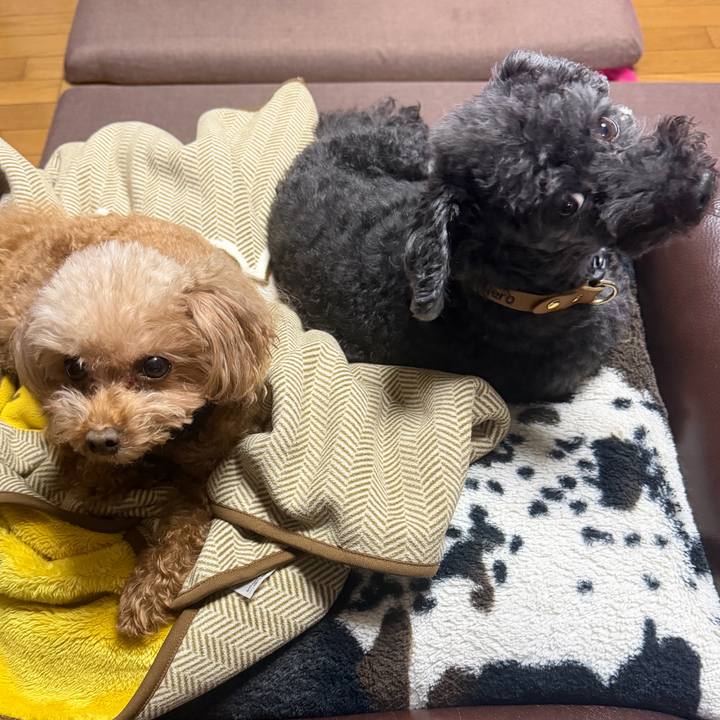 61dab2ed fa3b 4107 a127 eb2988a153e1 1764712379302