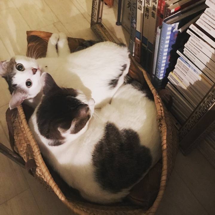 61db0778 245f 4a05 9abd b7f1a8144def 1530621061864