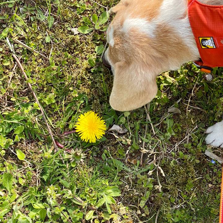 61dcb03b 1dbe 4a11 9bf9 033e128b82ff 1587106873245