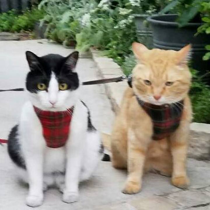 61dcd195 d33a 429c 8ff1 d8815b93420c 1529842608906