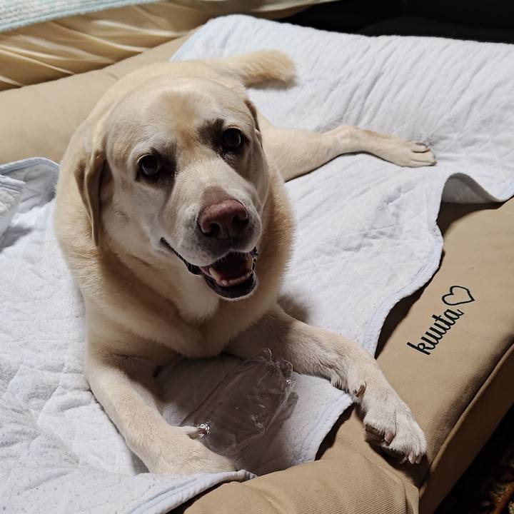 61dd164a bec8 4e68 a0a1 7d8e01f296fa 1758974955912