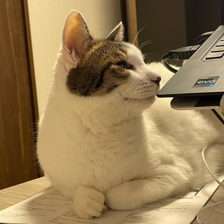 61dddae0 e690 45fd a693 688071291b79 1762089167861